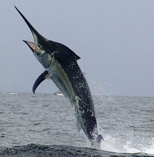 Haines Hunter MD John Haber displays a 760 prototype hull.